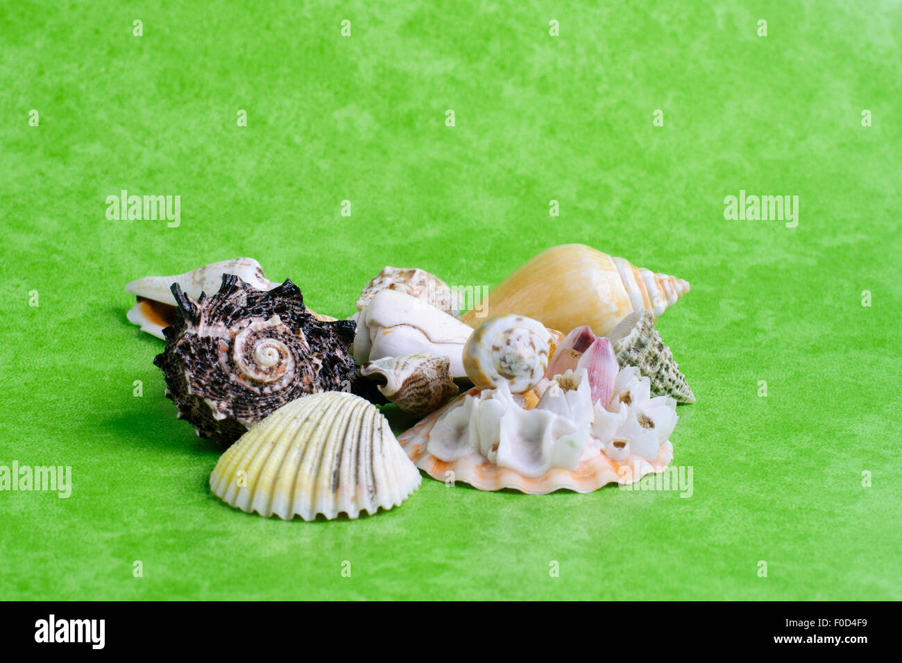 MINERAL, SEA SHELLS, SHELLS BEACH, CLOSE-UP ISOLATED WHITE BACKGROUND Stock Photo