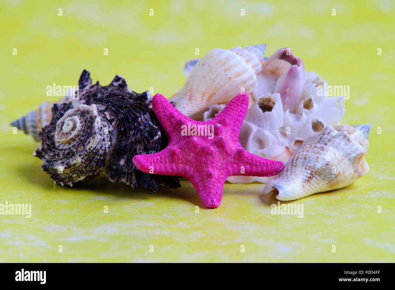 MINERAL, SEA SHELLS, SHELLS BEACH, CLOSE-UP ISOLATED WHITE BACKGROUND Stock Photo