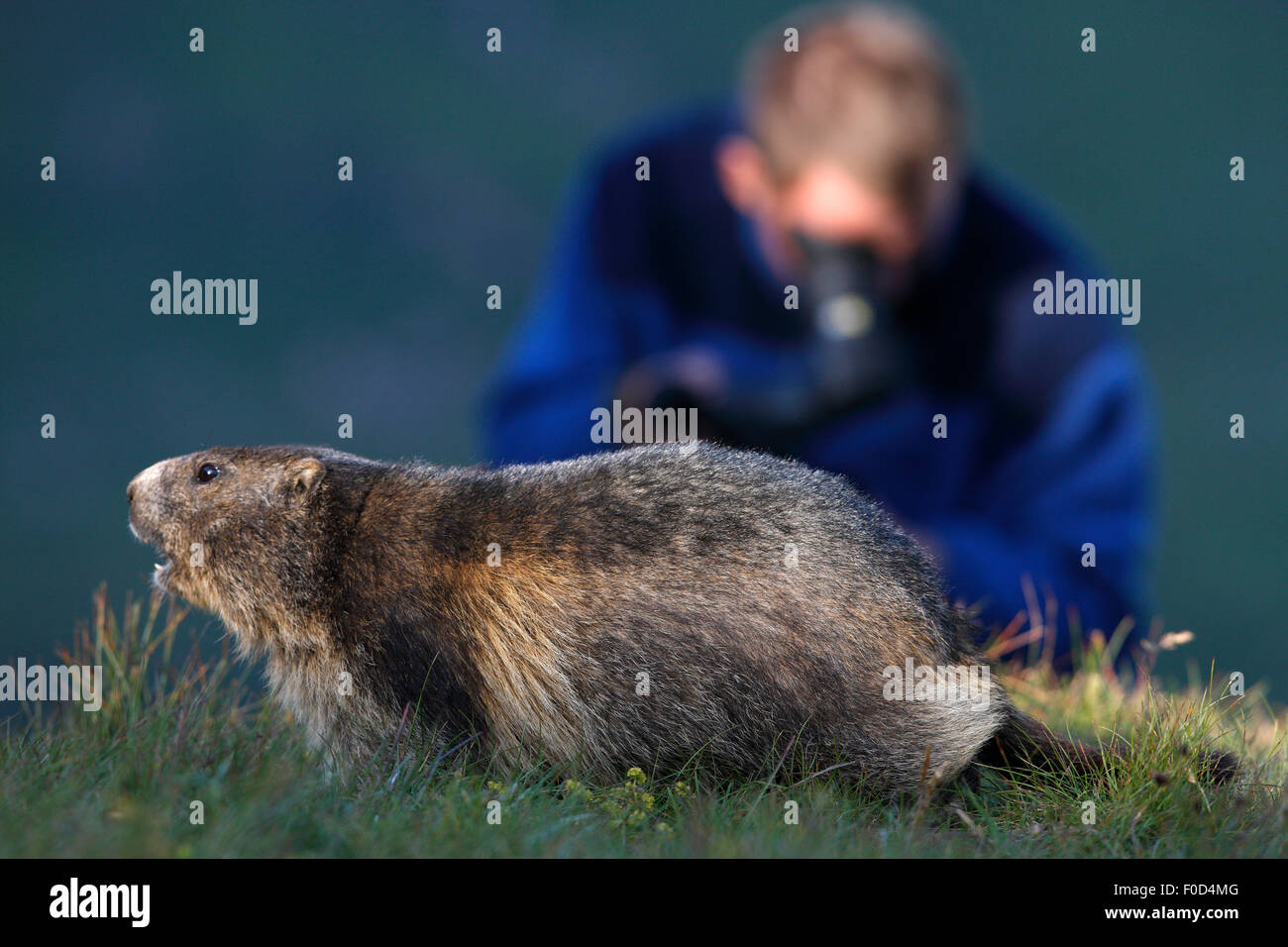 Marek Kolodziejczyk filming an Alpine marmot (Marmota marmota) model released, Hohe Tauern National Park, Austria, July 2008 Stock Photo