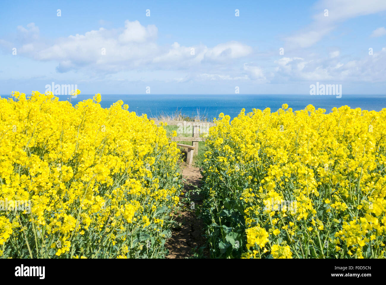Public footpath through Rapeseed crop in field overlooking sea. UK Stock Photo