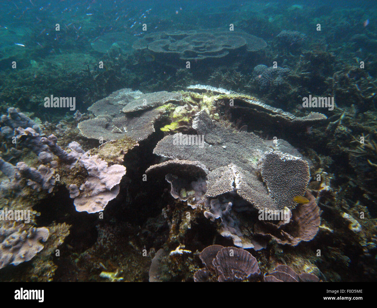 Tabular acroporid coral broken by Cyclone Olwyn, Coral Bay, Ningaloo Reef Marine Park, Western Australia Stock Photo