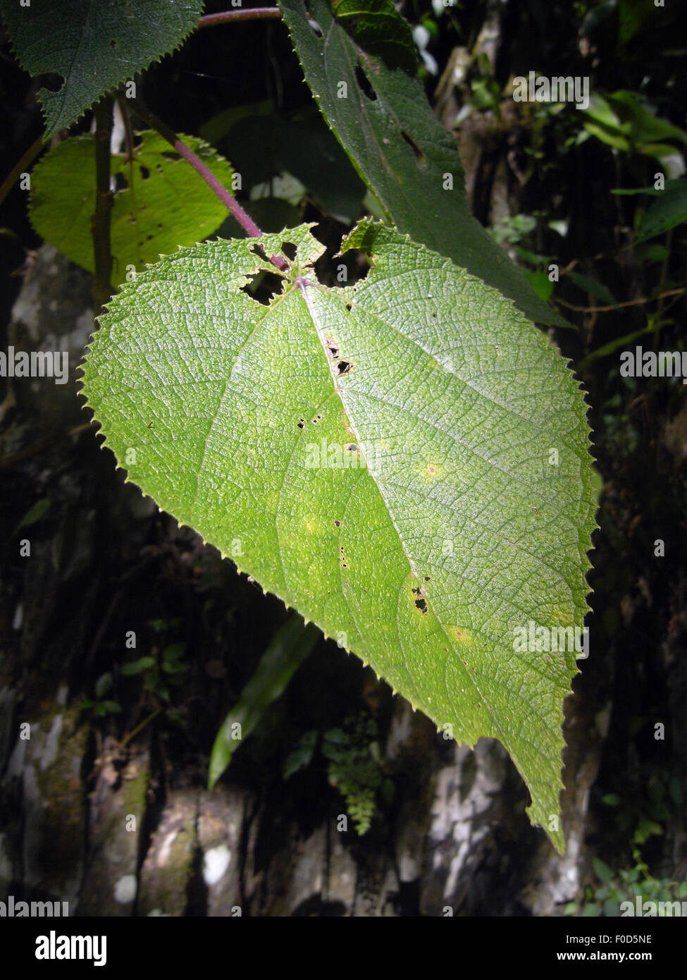 Leaf of stinging tree, Dendrocnide moroides, in the rainforest near Cairns, Queensland, Australia Stock Photo