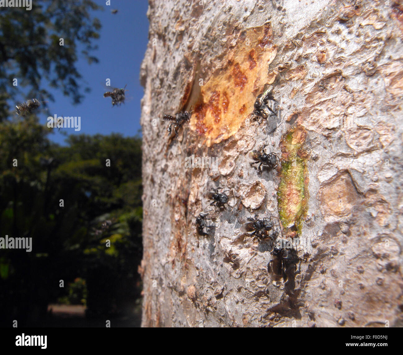 Australian native bees (Trigona) visiting bark sap on a kauri pine (Agathis robusta), Cairns, Queensland, Australia Stock Photo