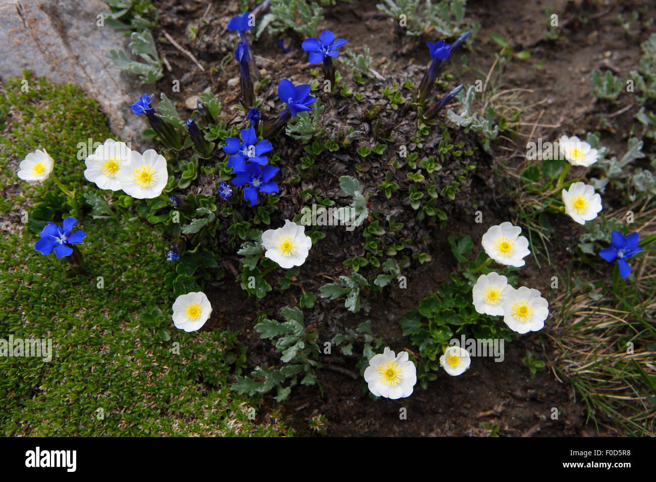 Alpine flowers Ranunculus alpestris and Gentiana vernis, Hohe Tauern ...