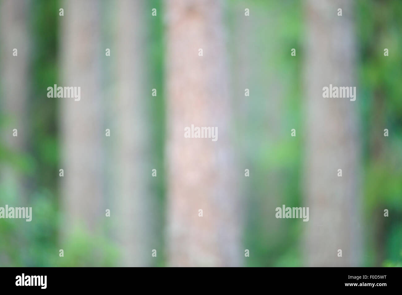 Old-growth, taiga forest in Oulanka National Park, Finland, September 2008  Stock Photo - Alamy