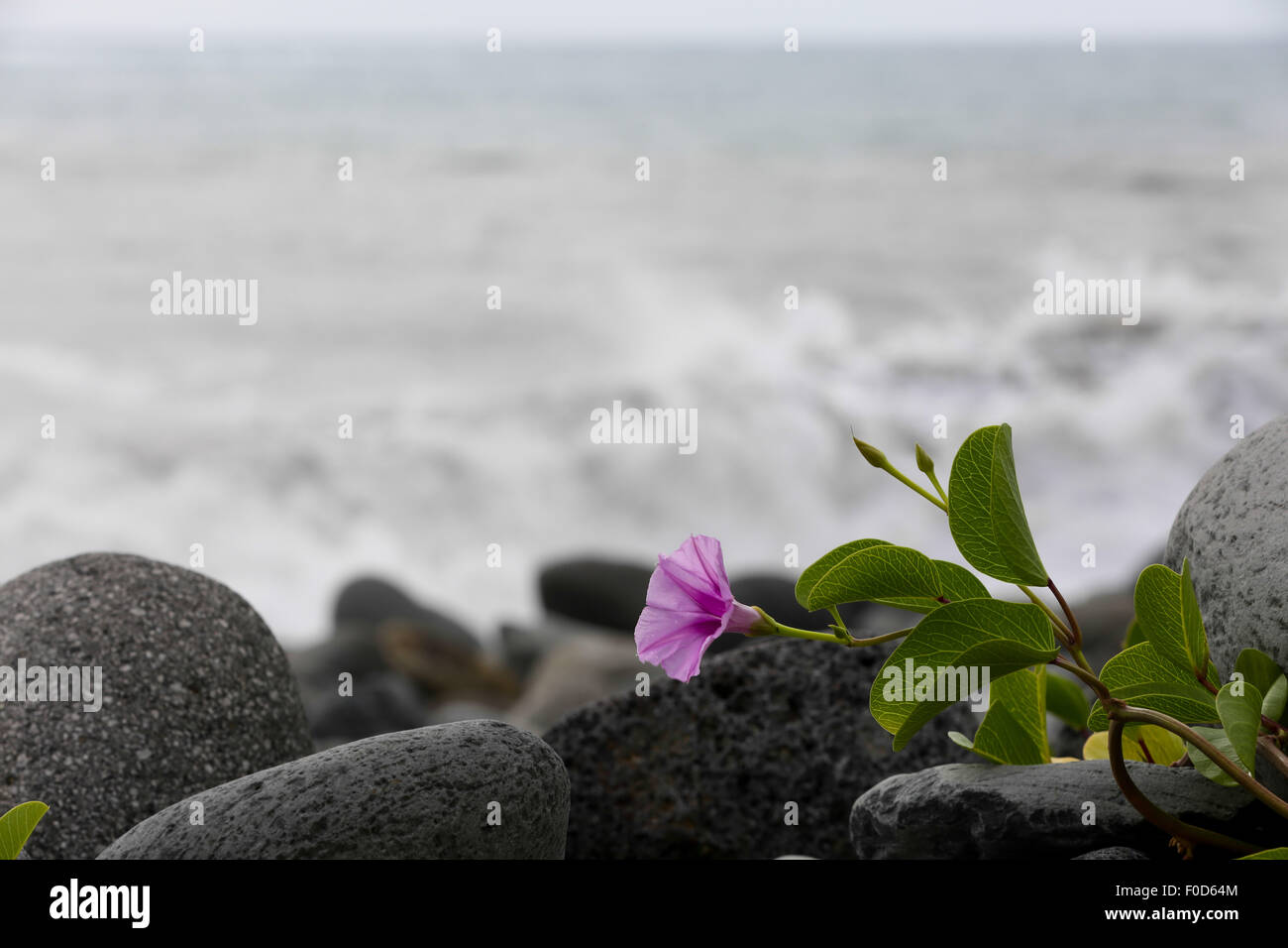 La Reunion, France's oversea island La Reunion. 12th Aug, 2015. A flower is seen on the Saint Andre beach, France's oversea island La Reunion, on Aug. 12, 2015. La Reunion authority Monday said that no clues related to the missing flight MH370 has been found here since the launch of a tridimensional search last Friday. Credit:  Pan Siwei/Xinhua/Alamy Live News Stock Photo