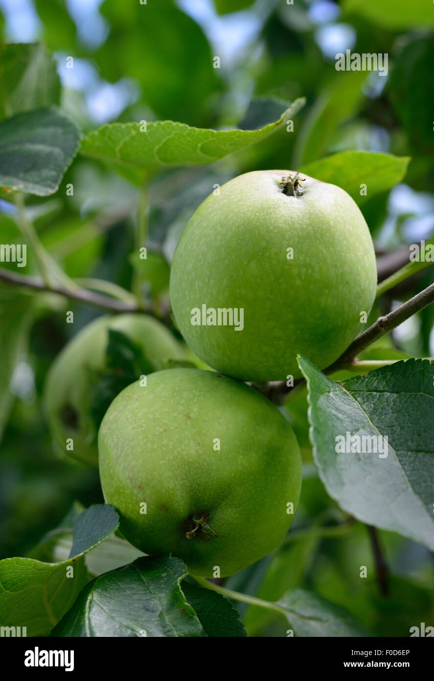 Close up ripening apples on tree. Summer orchard. Copy space. Stock Photo