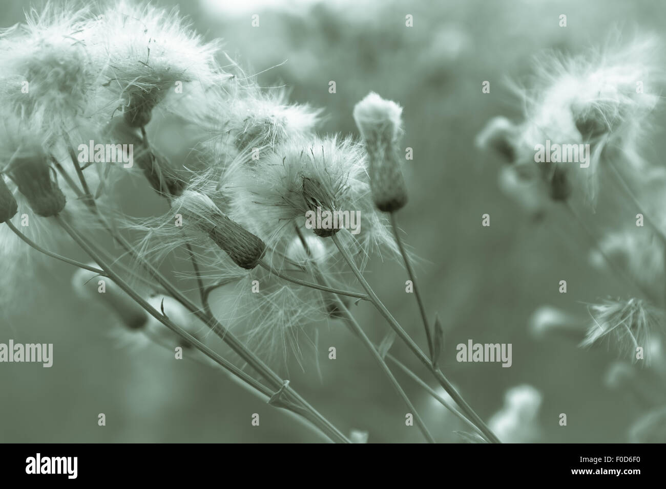 Seed dandelion fly in space hi-res stock photography and images - Alamy
