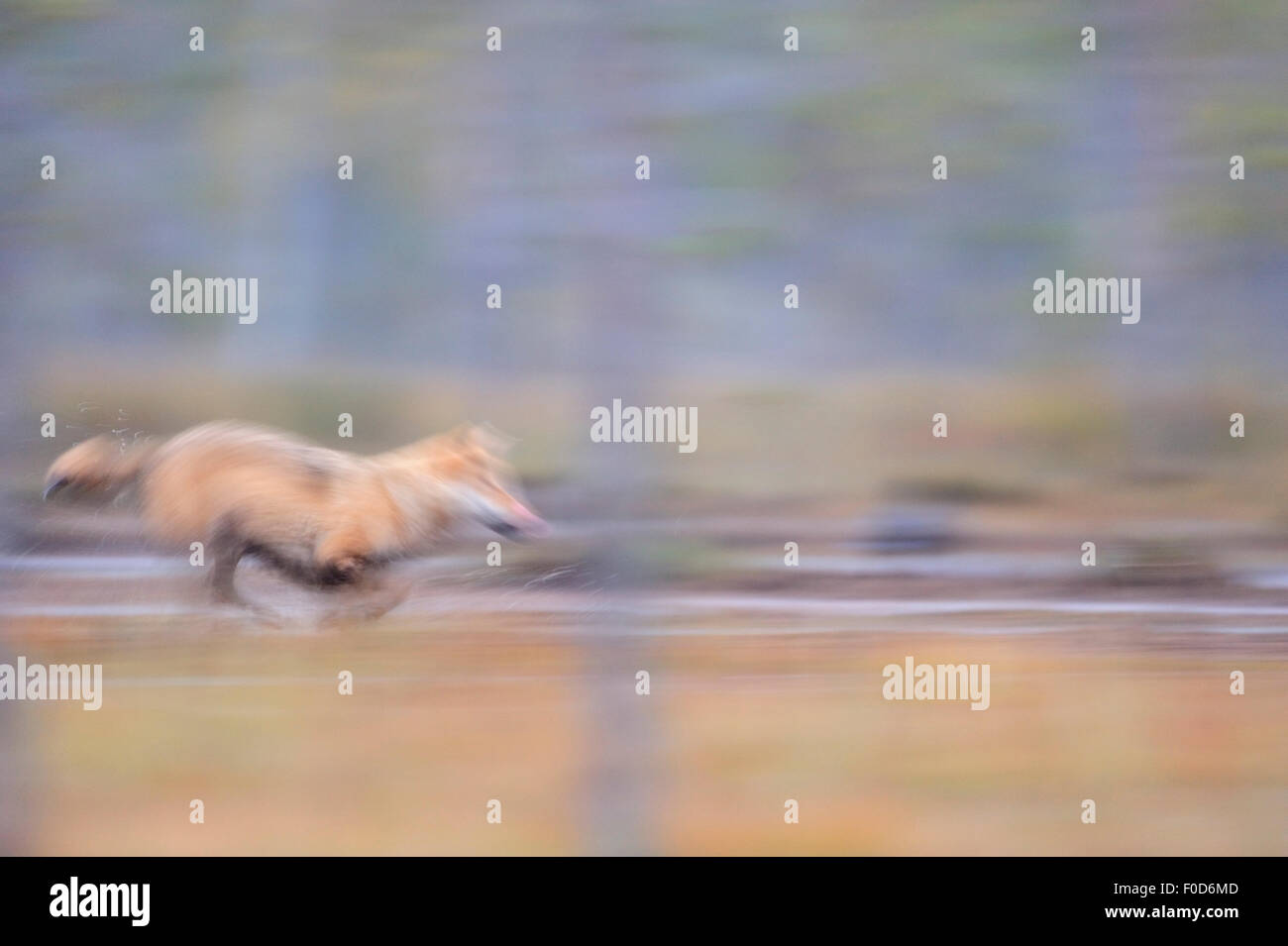Blurred running wolf hi-res stock photography and images - Alamy