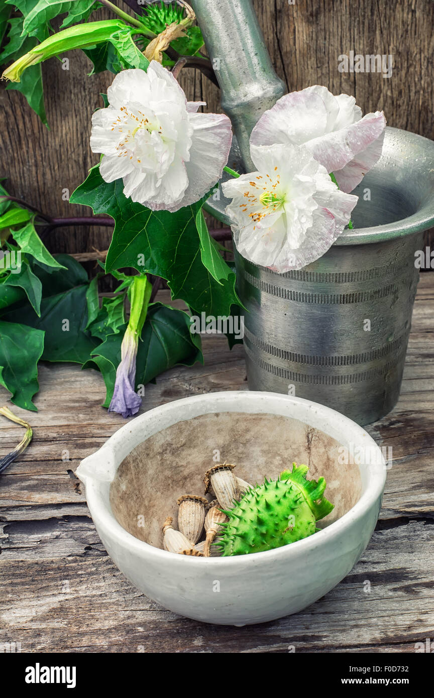 Stems of herbaceous medicinal plants genus Datura Nightshade family with poppy seeds on the background mortar with pestle.Select Stock Photo