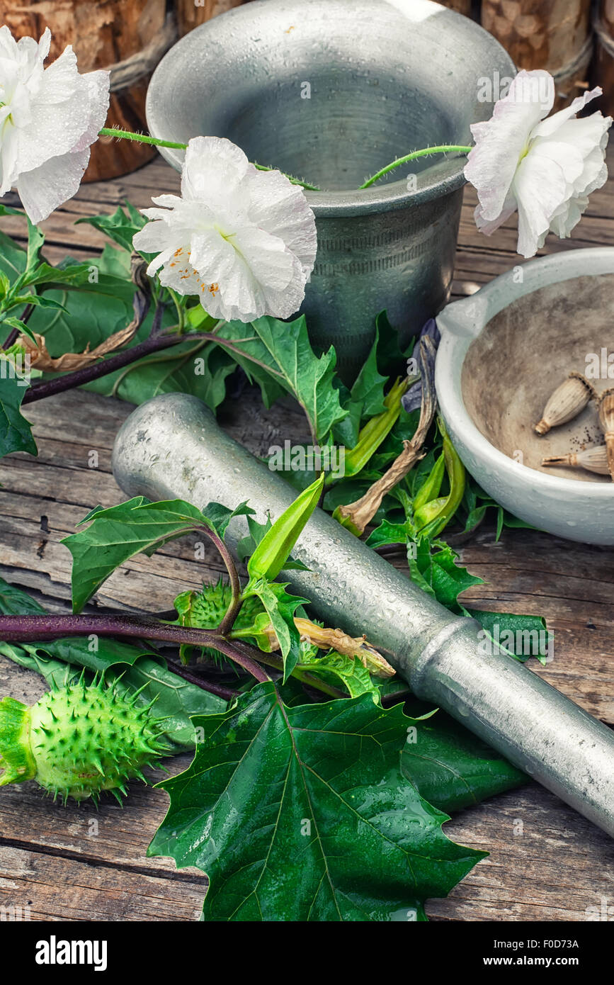 Stems of herbaceous medicinal plants genus Datura Nightshade family with poppy seeds on the background mortar with pestle.Select Stock Photo