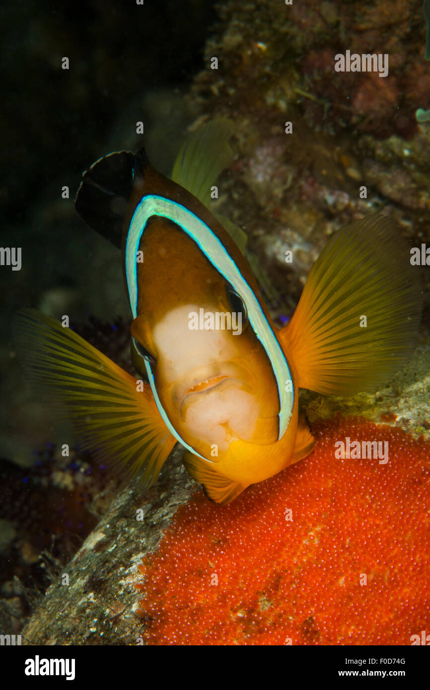 Orange, white and black clownfish defending its clutch of red eggs attached to a piece of coral, Anilao, Batangas, Philippines. Stock Photo