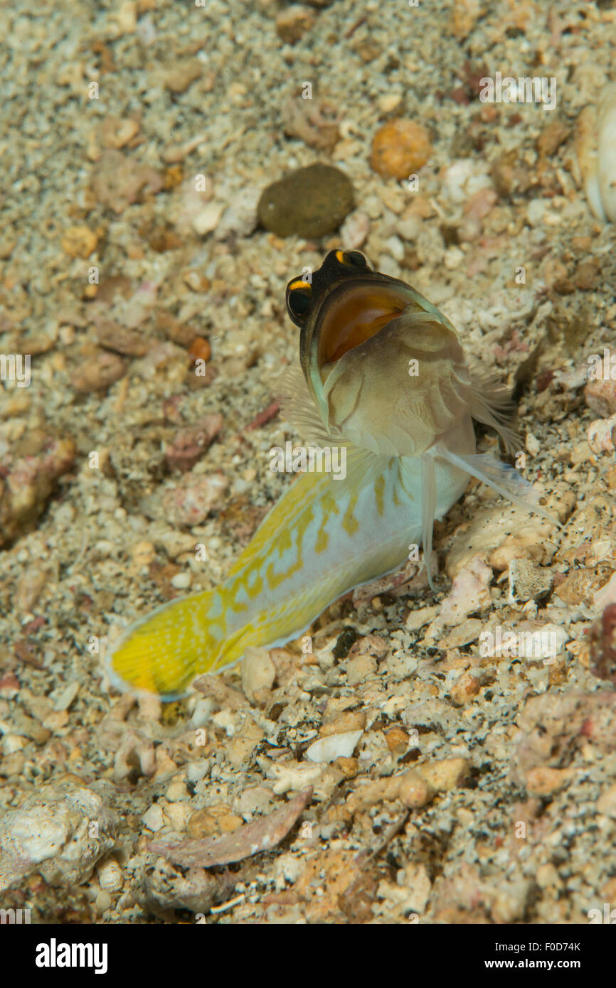 Gold-specs jawfish (Opistognathus randalli) out of its hole with mouth open in a menacing stance, Anilao, Batangas, Philippines. Stock Photo
