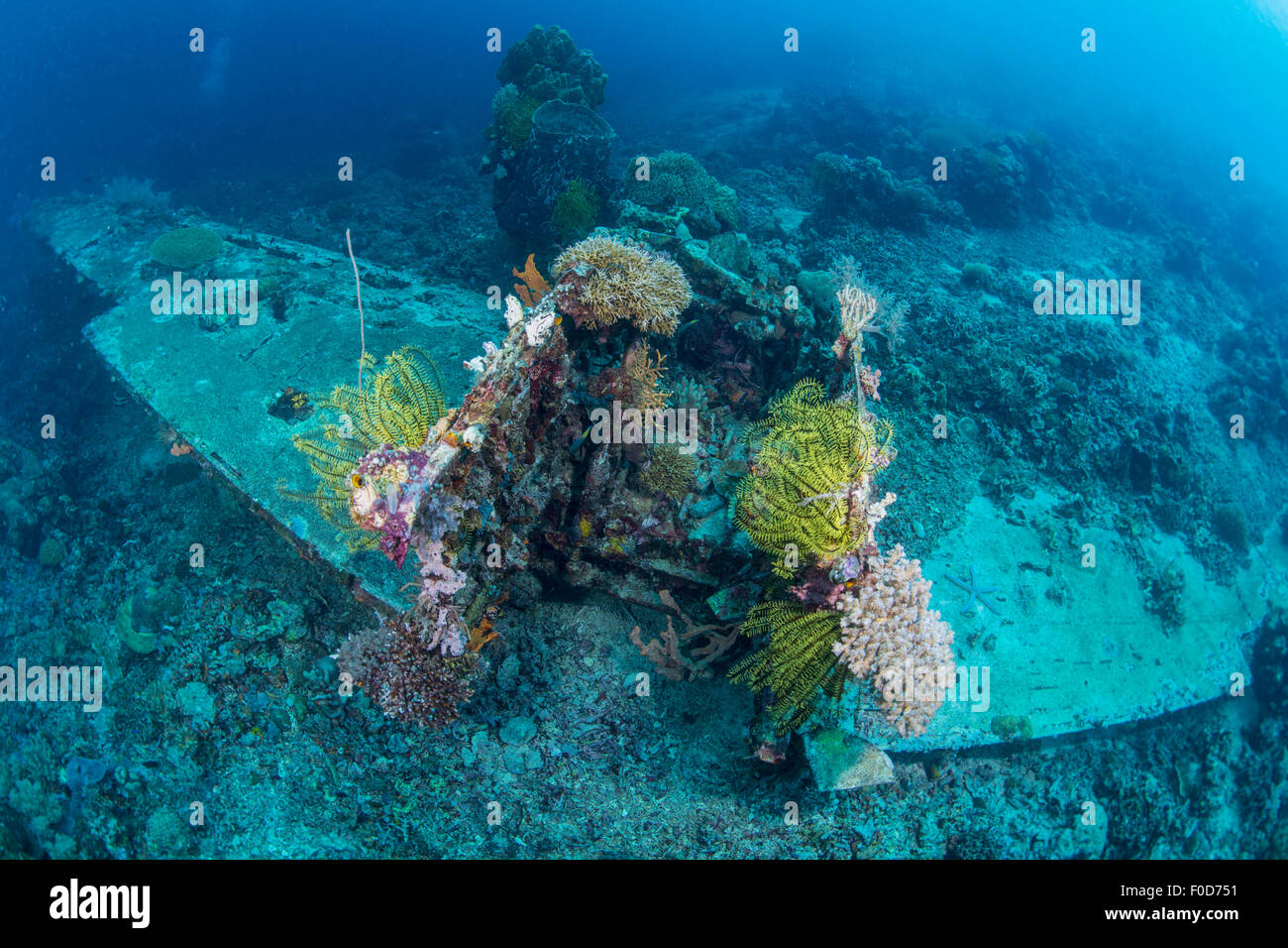 Airplane wreck sitting atop reef, overgrown with soft coral and