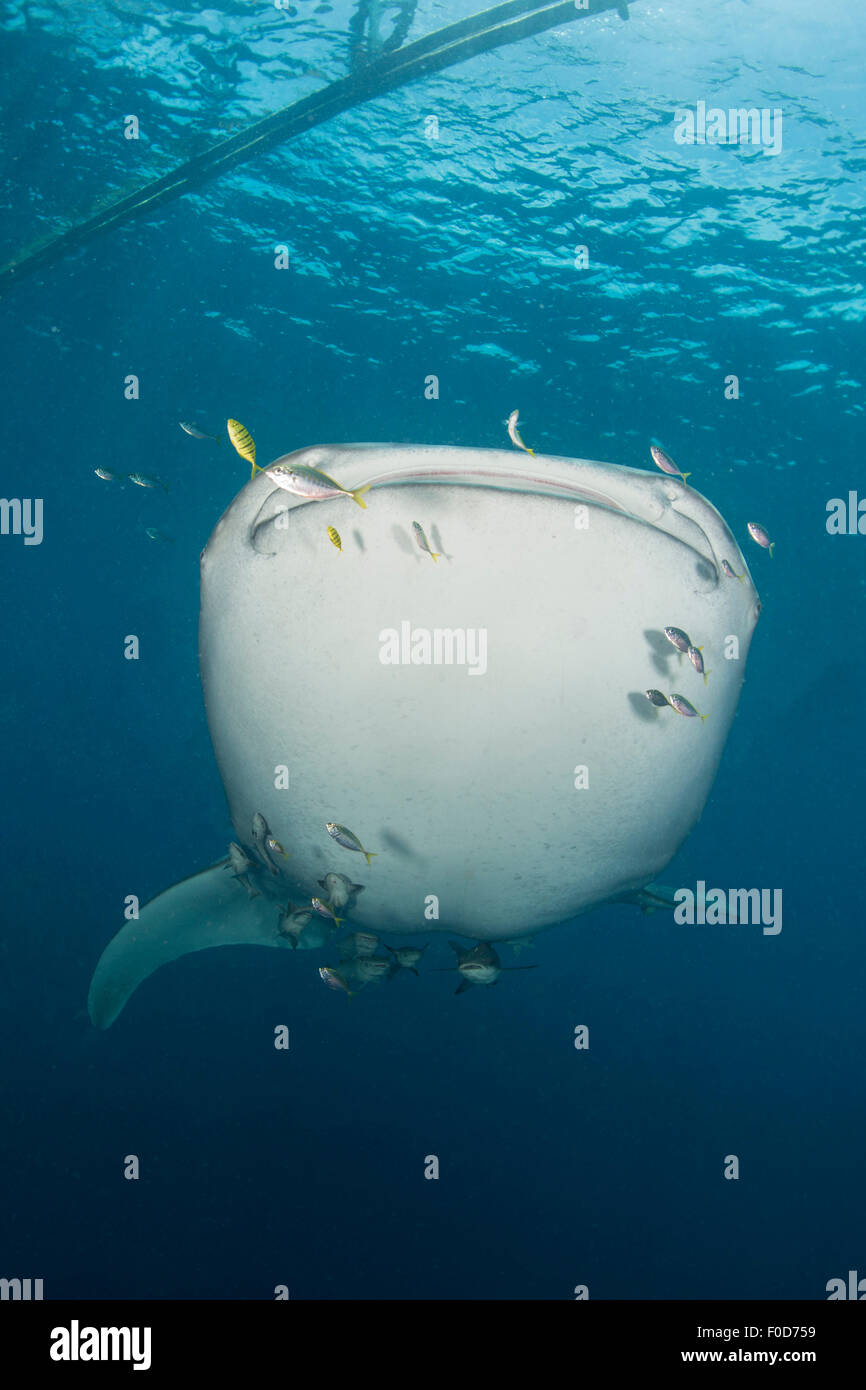 massive-whale-shark-coming-through-with-golden-trevally-leading-the-way