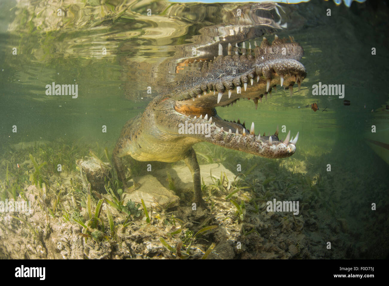 American saltwater crocodile (Crocodylus acutus) in mangrove with mouth open showing teeth, Jardines De La Reina, Cuba. Stock Photo
