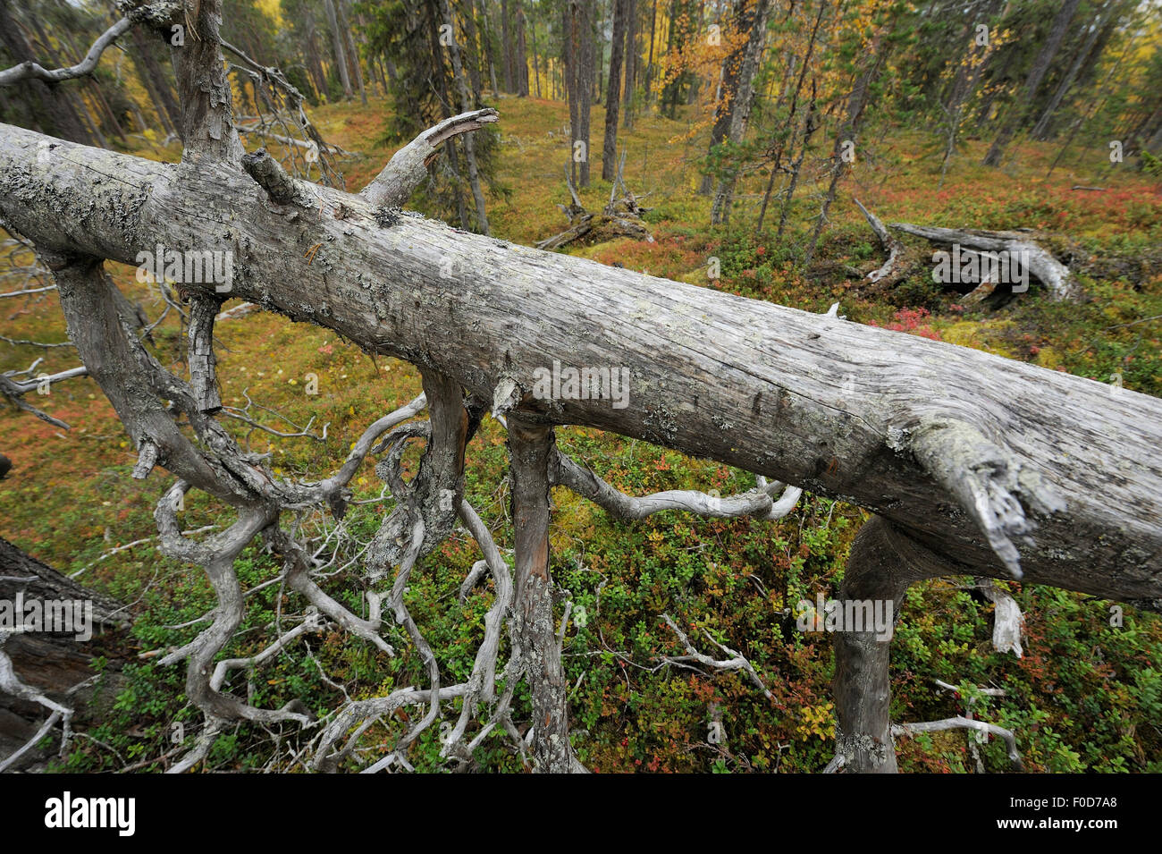Old-growth, taiga forest in Oulanka National Park, Finland, September 2008  Stock Photo - Alamy