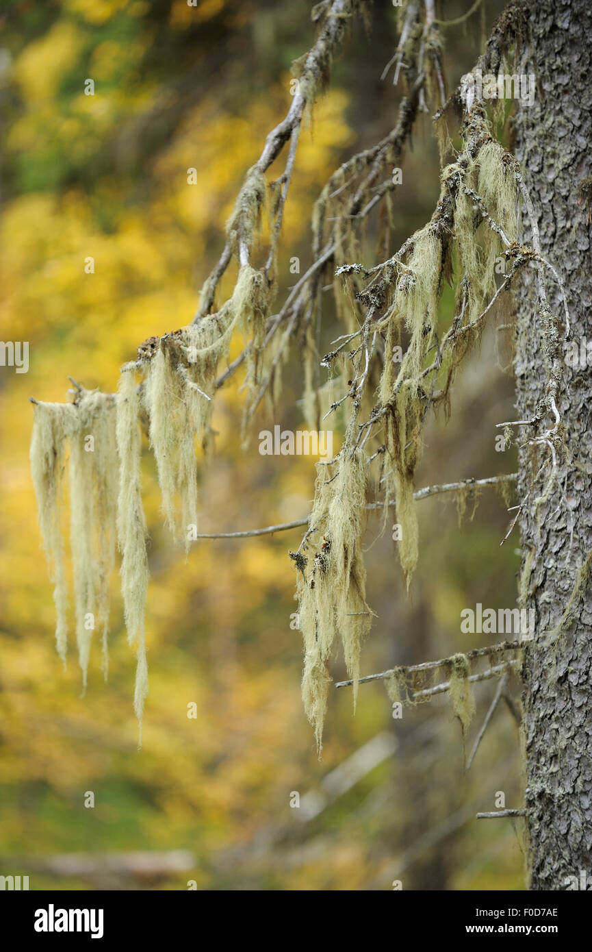 Lichen {Usnea filipendula} on a Spruce (Picea abies) Oulanka, Finland, September 2008 Stock Photo