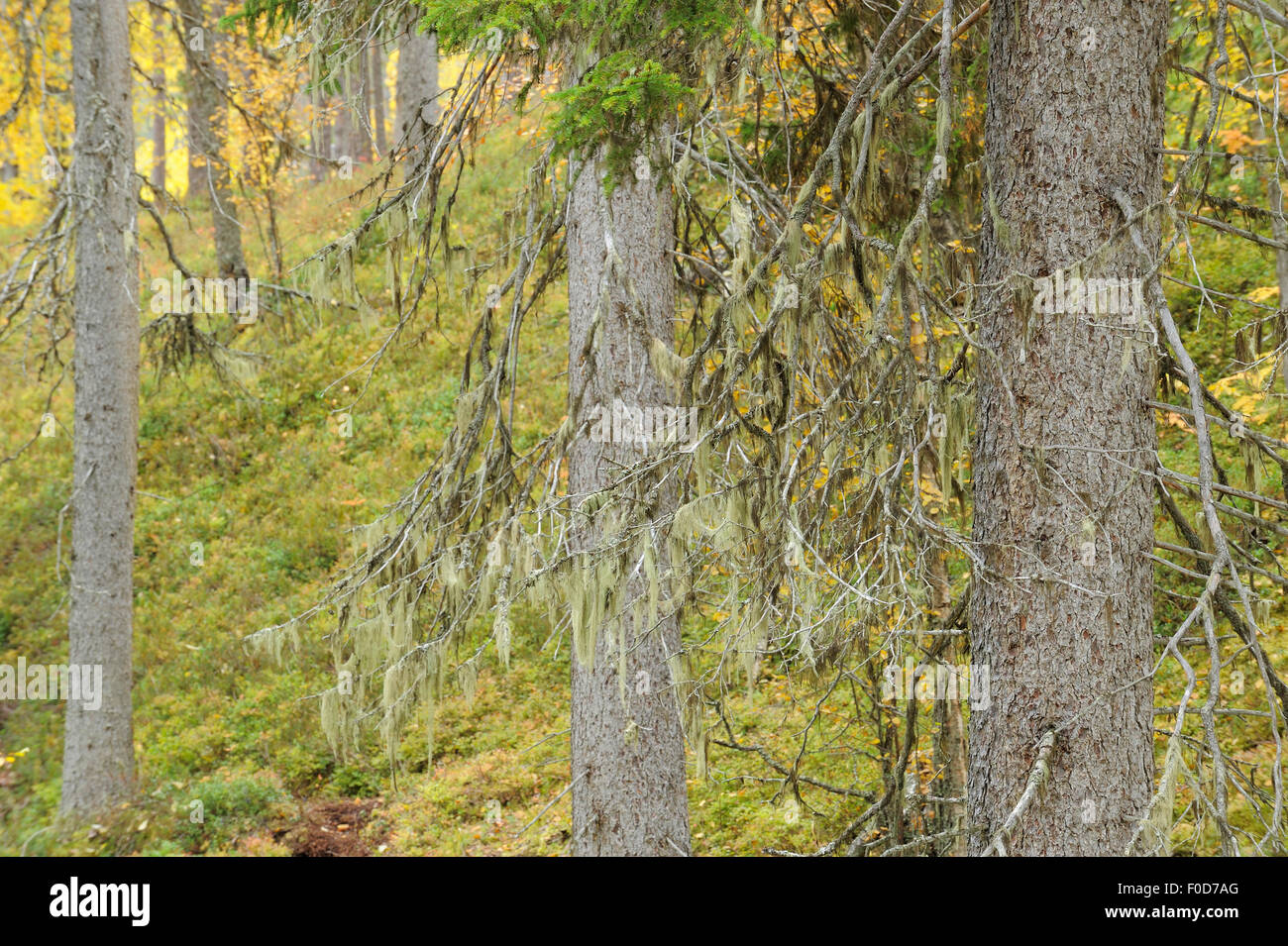 Lichen {Usnea filipendula} on a Spruce (Picea abies) Oulanka, Finland, September 2008 Stock Photo