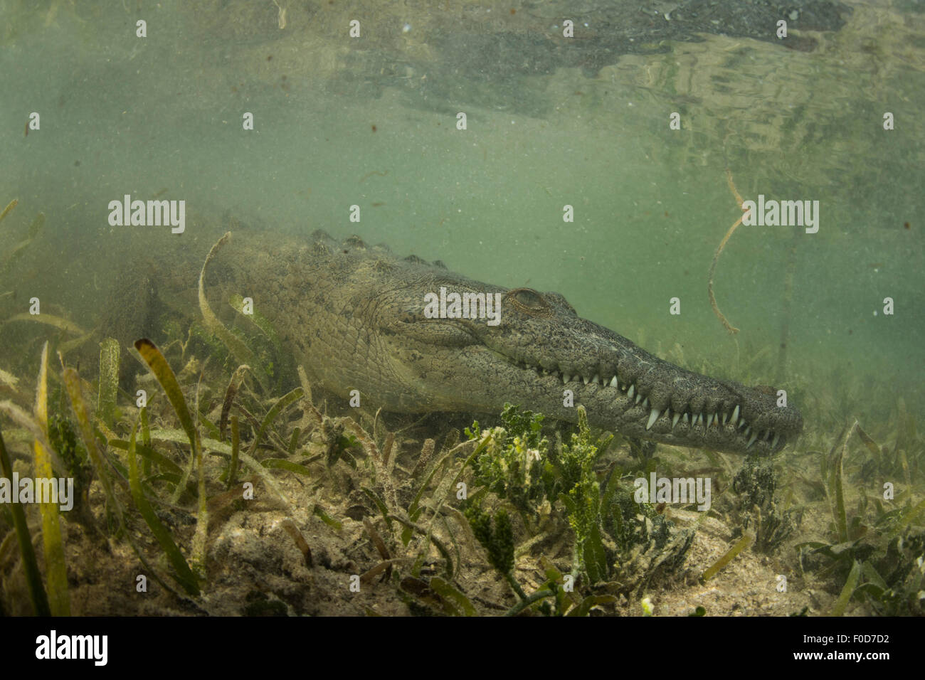 American saltwater crocodile (Crocodylus acutus) in mangrove, Jardines De La Reina, Cuba. Stock Photo