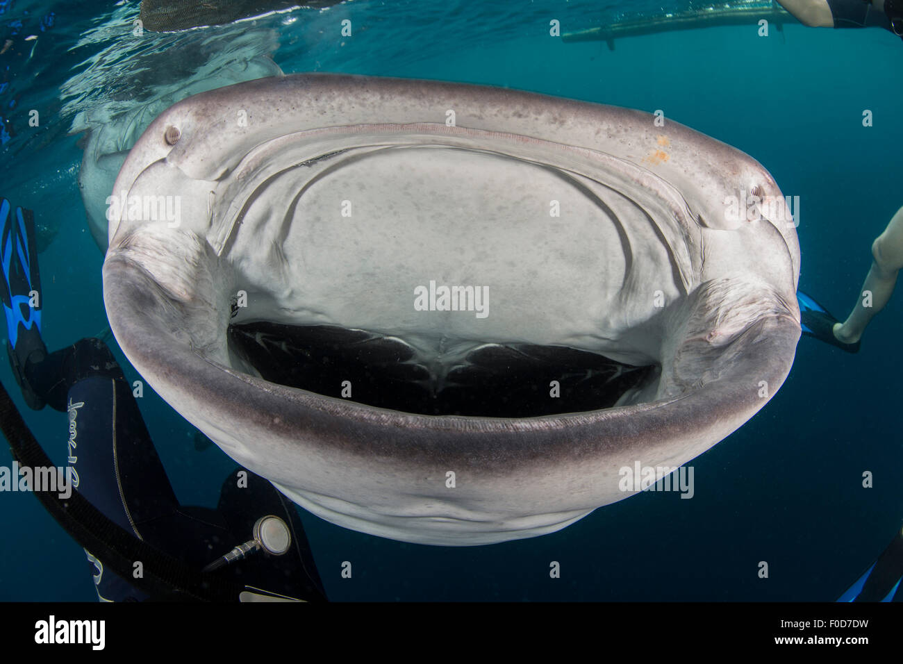 Whale shark swimming towards divers with mouth wide open, Cenderawasih