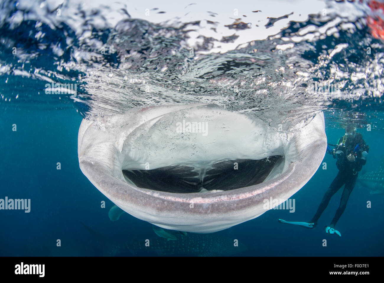 Whale shark mouth open diver hi-res stock photography and images - Alamy
