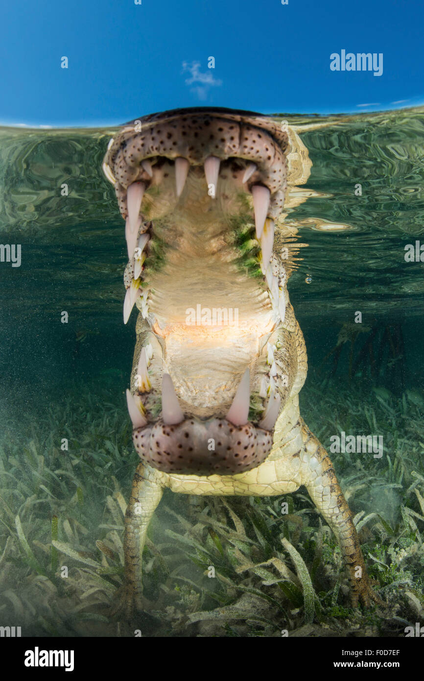 American saltwater crocodile (Crocodylus acutus) in mangrove with mouth open showing teeth, Jardines De La Reina, Cuba. Stock Photo