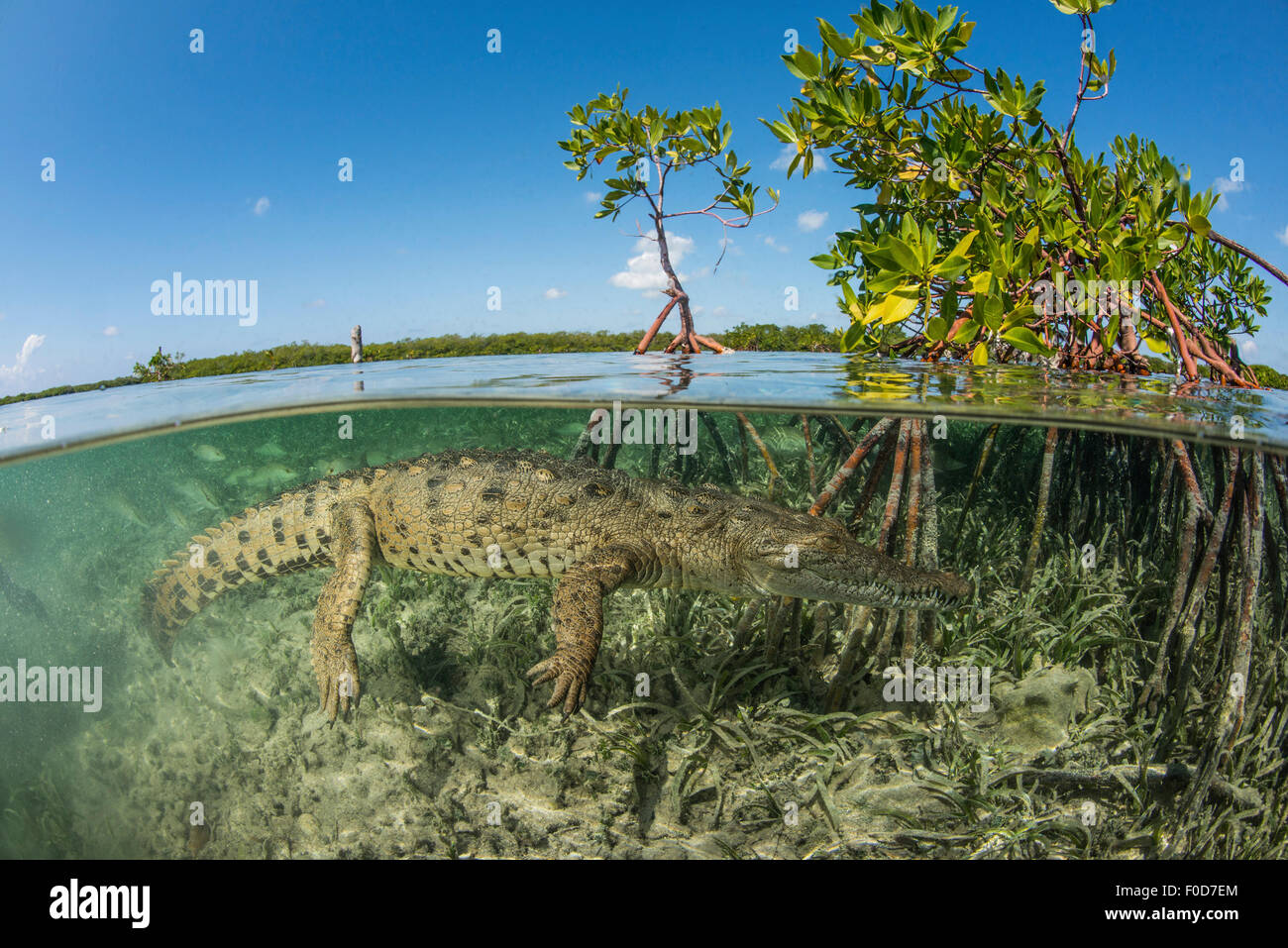 An American saltwater crocodile (Crocodylus acutus) swimming in the mangrove, Jardines De La Reina, Cuba. Stock Photo