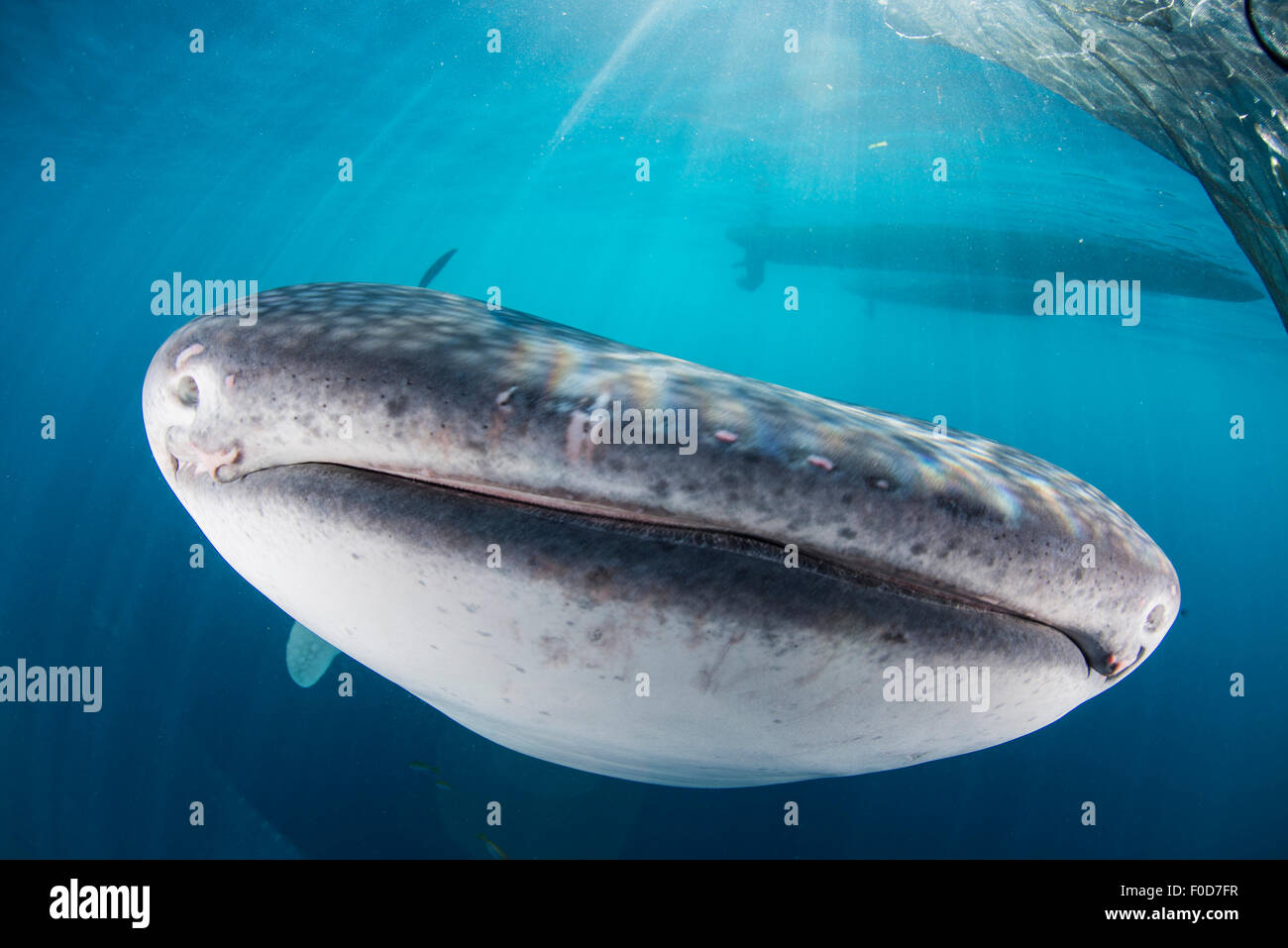 Whale shark swimming under a boat, with sharp sunrays cutting through the water, Cenderawasih Bay, West Papua, Indonesia. Stock Photo