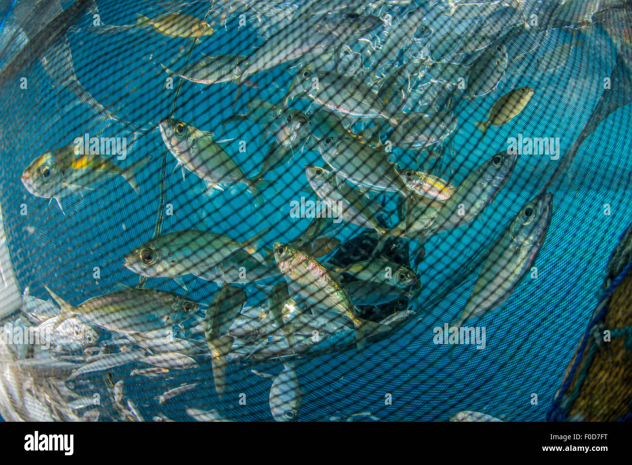 Fishing net with silvery and golden fish inside, Cenderawasih Bay