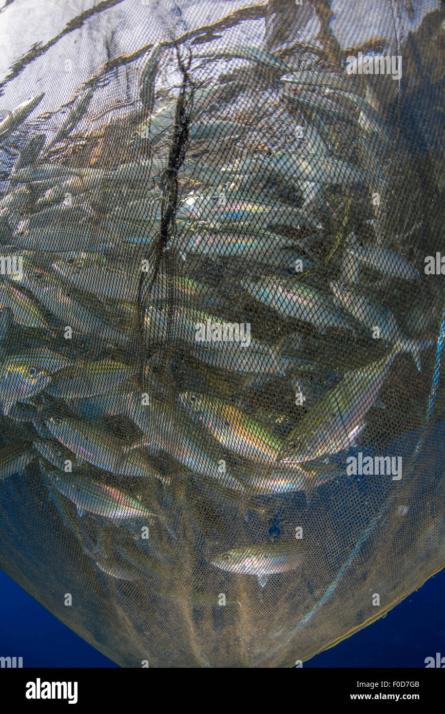 https://c8.alamy.com/comp/F0D7GB/fishing-net-with-silvery-and-golden-fish-inside-cenderawasih-bay-west-F0D7GB.jpg