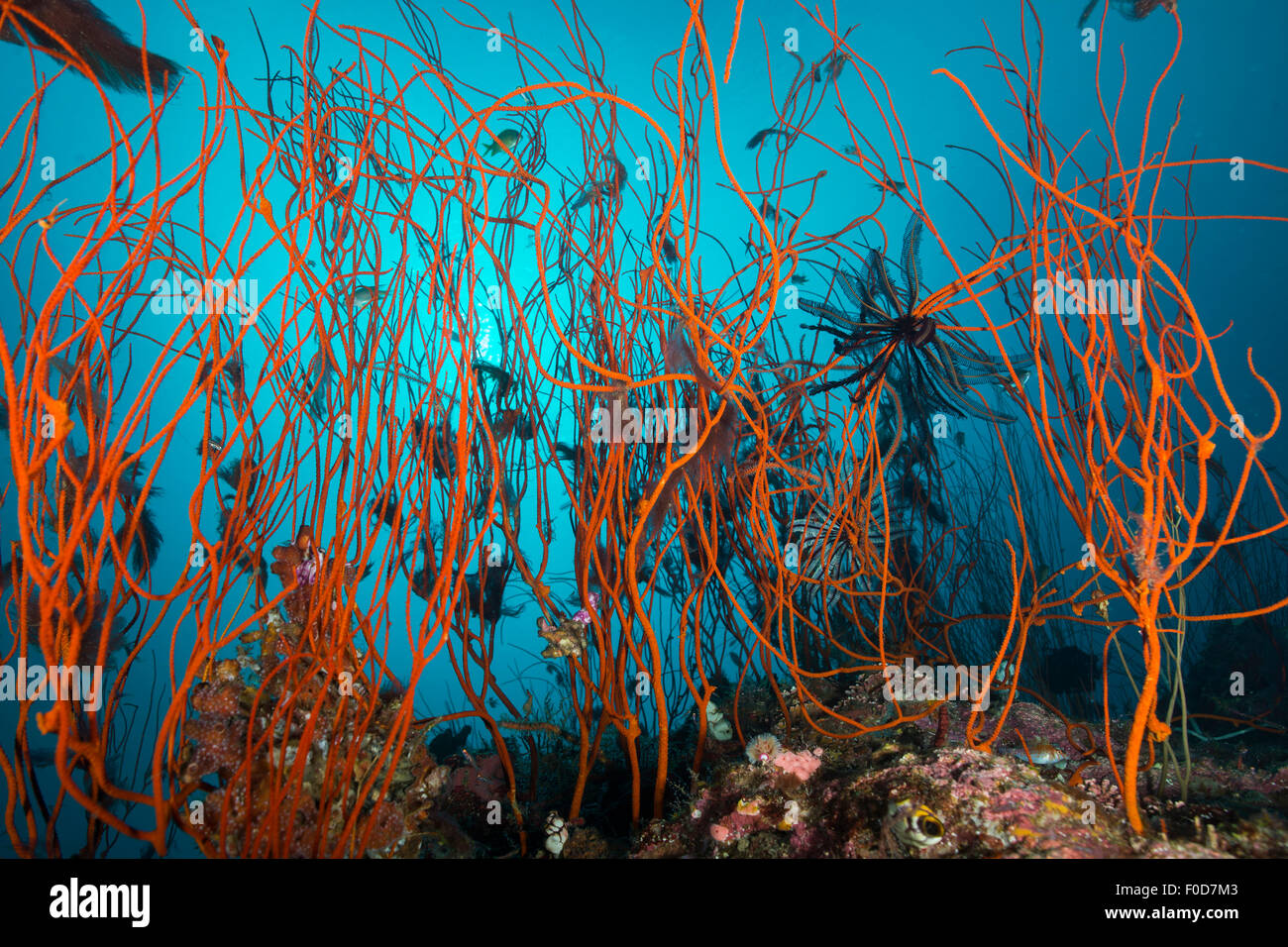 Tangle of wiry red corals with black crinoid, Cenderawasih Bay, West Papua, Indonesia. Stock Photo