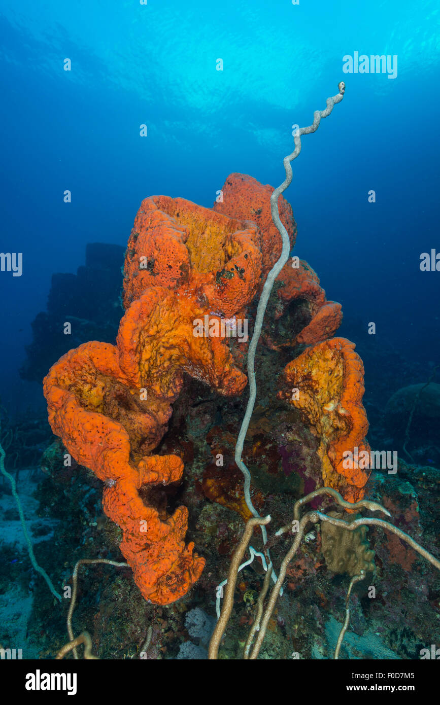 Curly bright orange sponge with greyish whip coral, Cenderawasih Bay, West Papua, Indonesia. Stock Photo