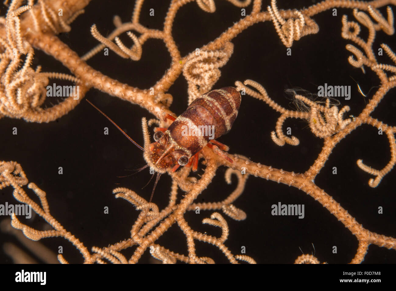 Bumblebee shrimp hiding on a basket star, Manokwari, West Papua, Indonesia. Stock Photo
