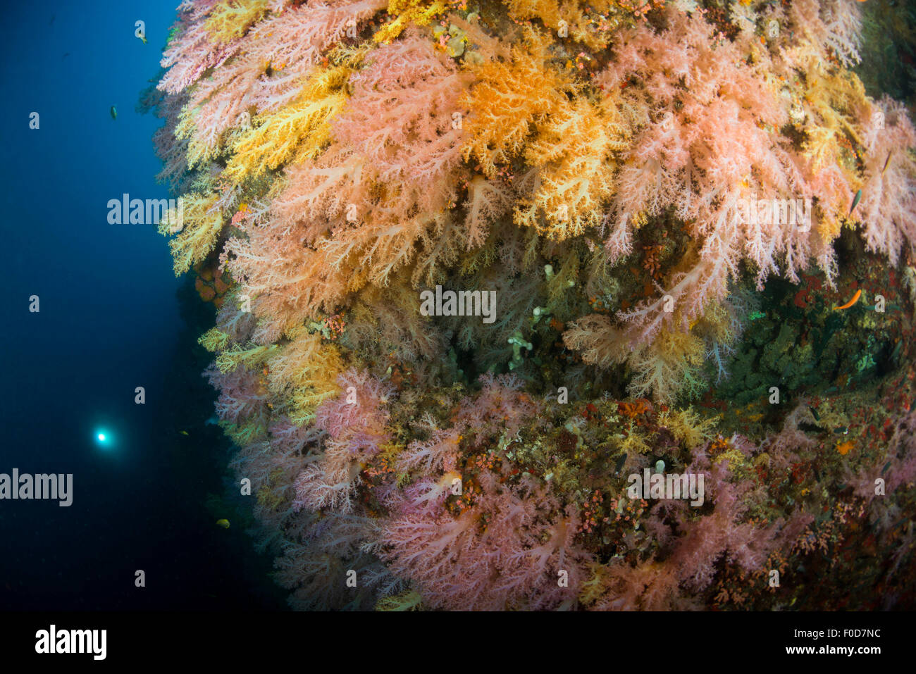 Diver in the distance shining his torch onto brightly colored forests of yellow, orange and pink soft coral, Cebu, Philippines. Stock Photo