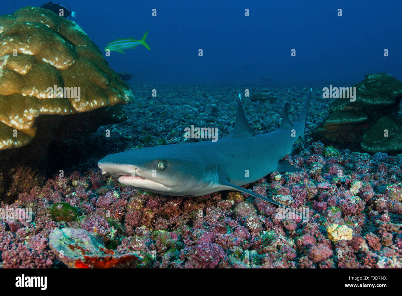 Resting whitetip reef shark over field of pink porites coral, Cocos Island, Costa Rica. Stock Photo