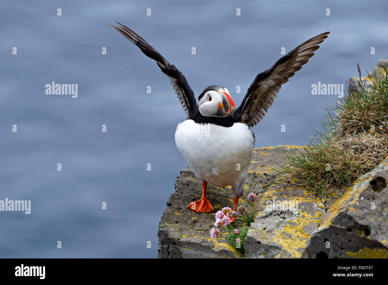 Puffin Bird (Fratercula arctica) perched on cliff rocks with open wings, Westfjords, Iceland, Europe. Stock Photo