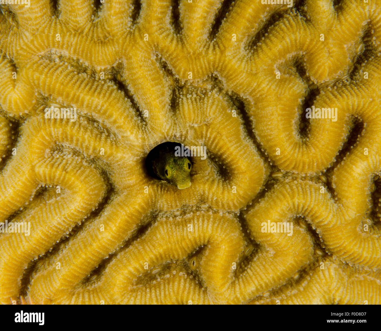 Small blenny in brain coral, Curacao. Stock Photo