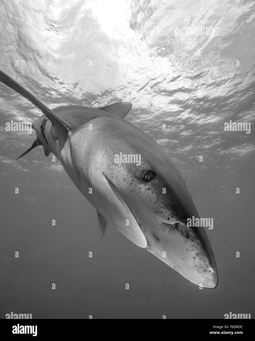 Oceanic whitetip shark, Cat Island, Bahamas. Stock Photo