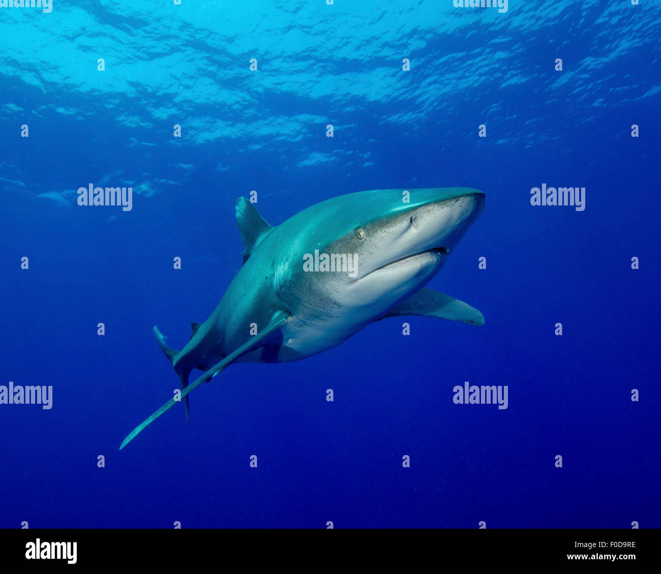 Oceanic whitetip shark, Cat Island, Bahamas. Stock Photo