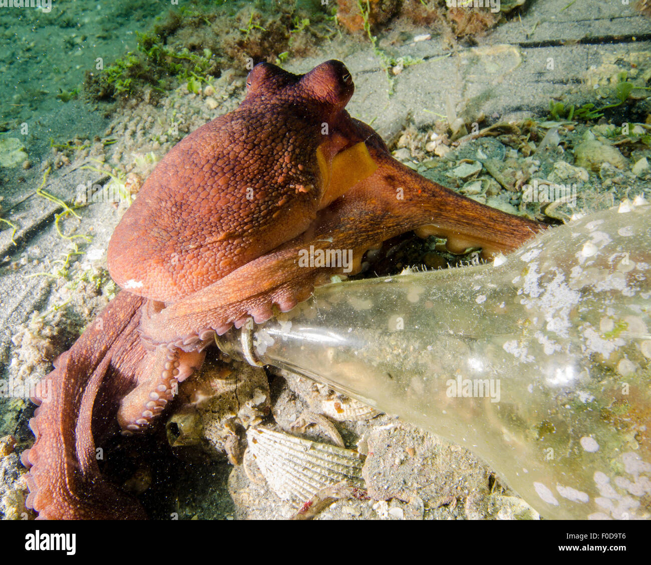 Common octopus protecting a bottle, West Palm Beach, Florida Stock