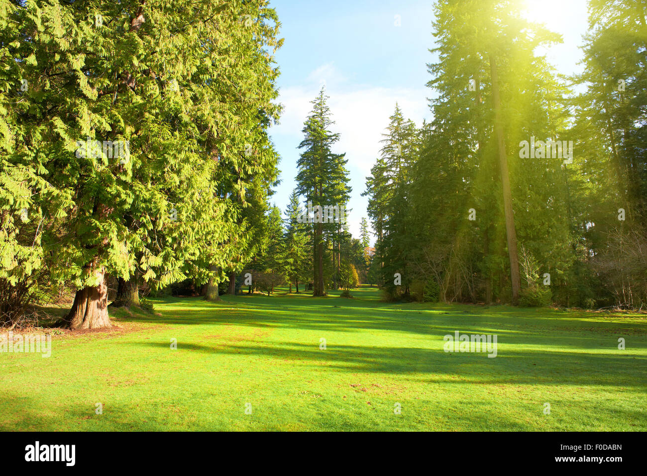 Green lawn with trees in park under sunny light Stock Photo - Alamy