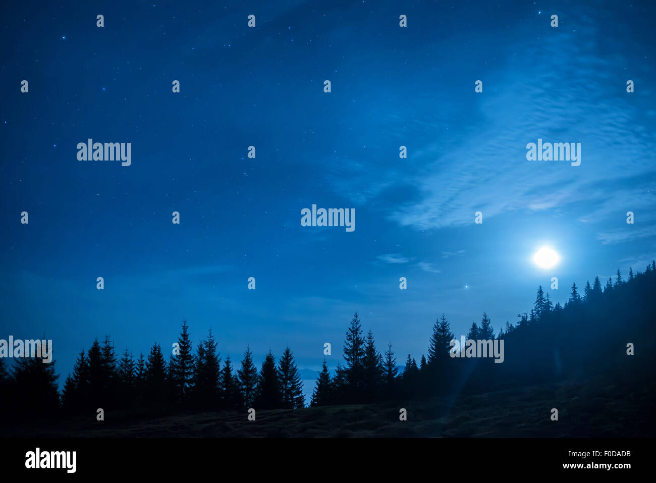 Forest of pine trees under moon and blue dark night sky with many stars ...