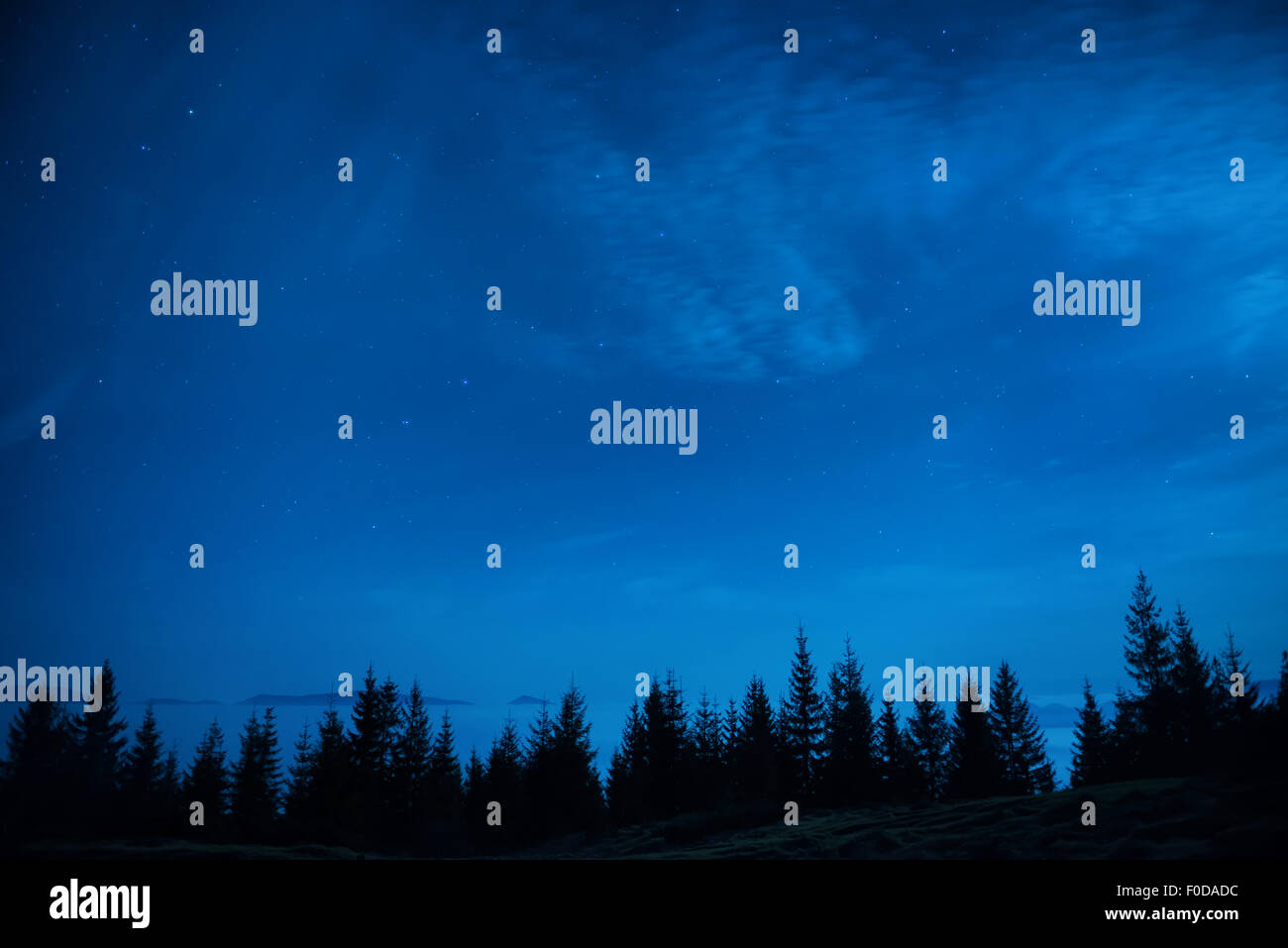 Forest of pine trees under blue dark night sky with many stars. Space ...