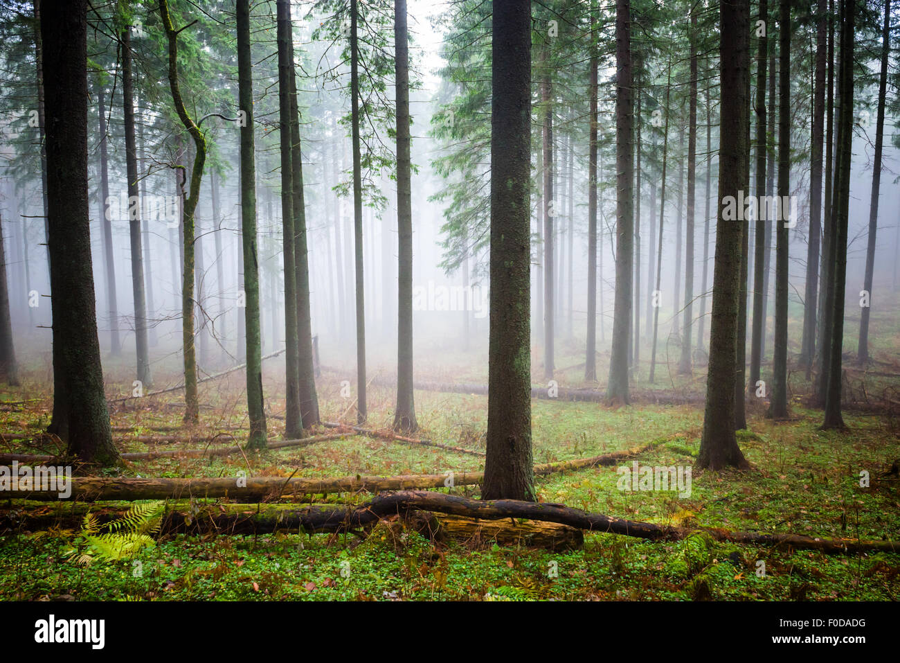 Mysterious fog in the green forest with pine trees Stock Photo - Alamy