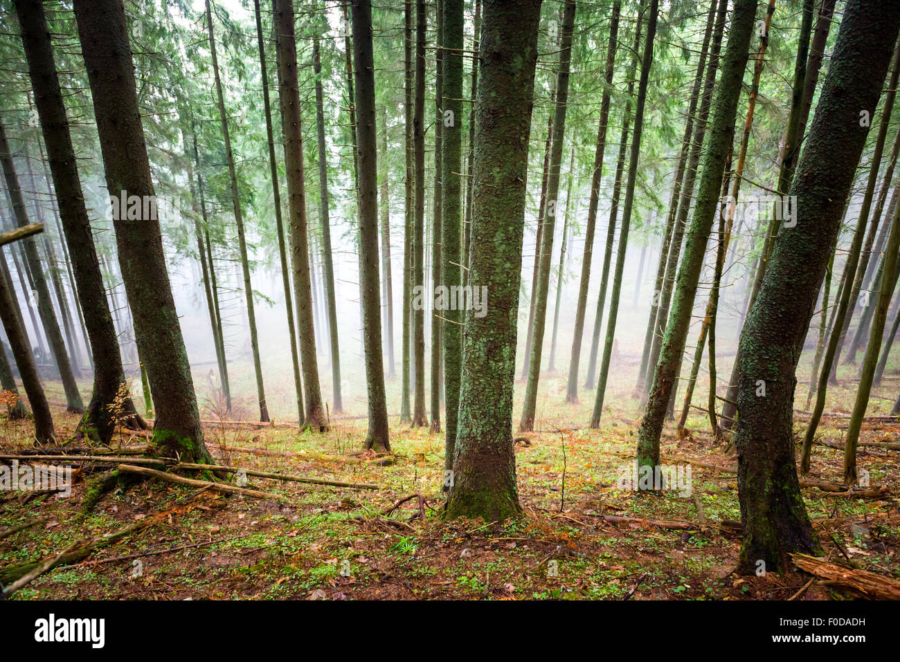 Mysterious fog in the green forest with pine trees Stock Photo - Alamy