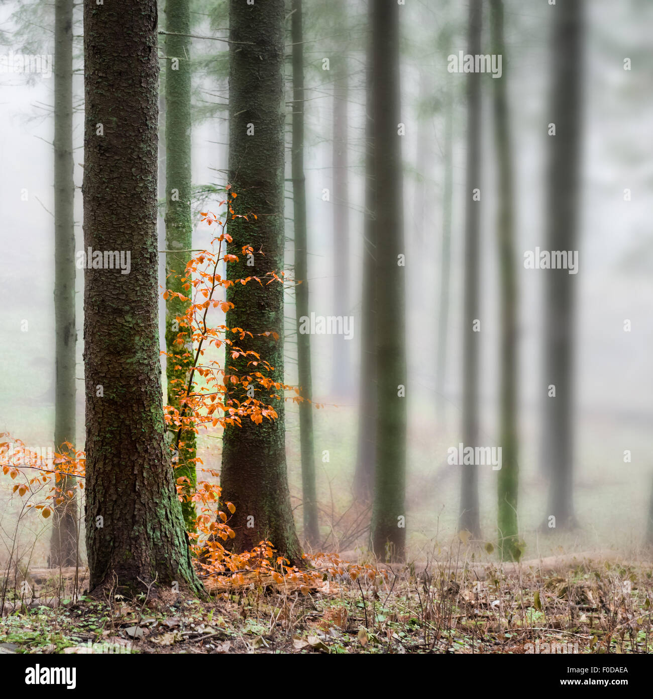 Mysterious fog in the green forest with pine trees. Orange leaves in a ...