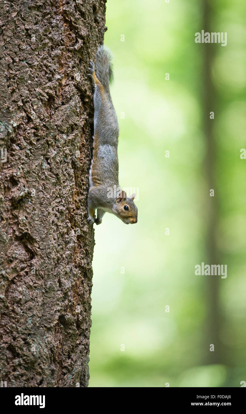 A Grey Squirrel (also known as Eastern Gray Squirrel (Sciurus carolinensis) climbing down a tree. Stock Photo