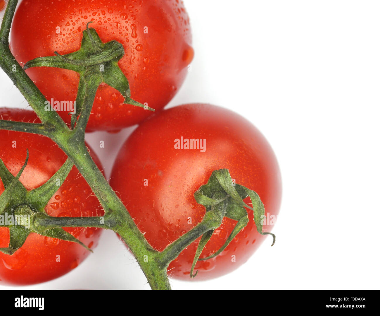 Close up of ripe vine tomatoes over white background Stock Photo - Alamy