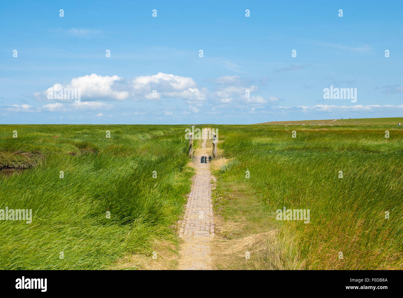 Historic route Stockenstieg or Stockensteig, from the lighthouse Westerhever to the dike through the salt marshes, Stock Photo